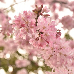 春/サクラ/さくら/春爛漫/桜/風景/... (8枚目)
