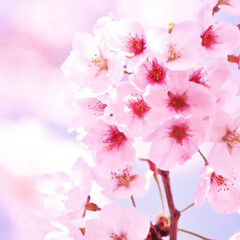 一眼レフカメラ/一眼レフ/さくら/サクラ/桜 今年も桜が咲きました(*´ー｀*)

ミ…(9枚目)