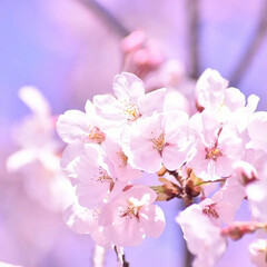 一眼レフカメラ/一眼レフ/さくら/サクラ/桜 今年も桜が咲きました(*´ー｀*)

ミ…(7枚目)