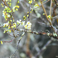 梅ジロー/メジロ/春/梅の花/梅 梅を撮りに行ったら、奇跡的に１羽のメジロ…(9枚目)