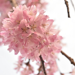 春/サクラ/さくら/春爛漫/桜/風景/... (7枚目)