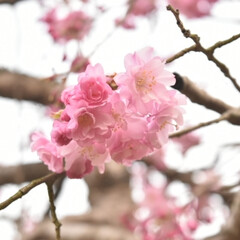 春/サクラ/さくら/春爛漫/桜/風景/... (5枚目)
