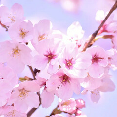 一眼レフカメラ/一眼レフ/さくら/サクラ/桜 今年も桜が咲きました(*´ー｀*)

ミ…(8枚目)