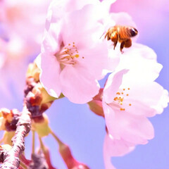 一眼レフカメラ/一眼レフ/さくら/サクラ/桜 今年も桜が咲きました(*´ー｀*)

ミ…(2枚目)