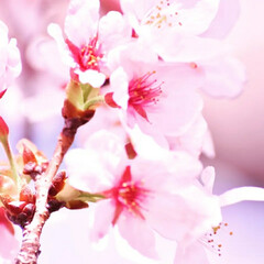 一眼レフカメラ/一眼レフ/さくら/サクラ/桜 今年も桜が咲きました(*´ー｀*)

ミ…(10枚目)