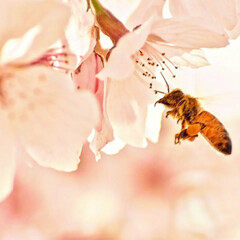 一眼レフカメラ/一眼レフ/さくら/サクラ/桜 今年も桜が咲きました(*´ー｀*)

ミ…(1枚目)