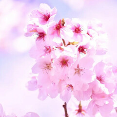 一眼レフカメラ/一眼レフ/さくら/サクラ/桜 今年も桜が咲きました(*´ー｀*)

ミ…(5枚目)