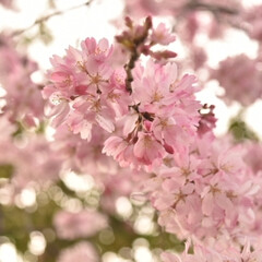 春/サクラ/さくら/春爛漫/桜/風景/... (2枚目)