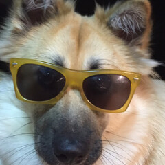 ペット 愛犬モコは、優しい10ヶ月の雑種わんこ、…(1枚目)
