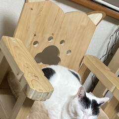 猫と暮らす/猫のいる暮らし/猫派/ねこ 猫椅子で微睡む猫(1枚目)