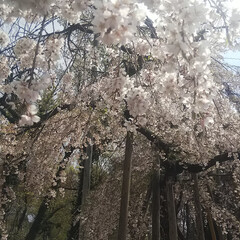 花見/春/風景/春の一枚 こんばんは🎵
本日天気が危ぶまれましたが…