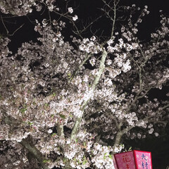 娘と私/夜桜/ファビュラス/平成最後の一枚/春のフォト投稿キャンペーン/LIMIAおでかけ部/... 夜桜見に来たよ🌸
癒された♪( ´▽｀)…(3枚目)