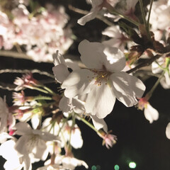 娘と私/夜桜/ファビュラス/平成最後の一枚/春のフォト投稿キャンペーン/LIMIAおでかけ部/... 夜桜見に来たよ🌸
癒された♪( ´▽｀)…(1枚目)
