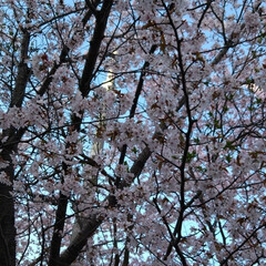 春が来た/花見/桜 職場の桜も満開になりました〜(^^)🌸(1枚目)
