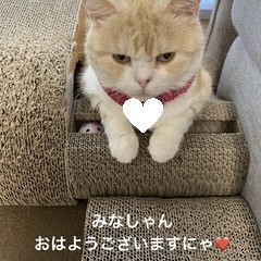 ストレッチ/動物好き/猫大好き/スコティッシュフォールド/せんぶちょ/こむぎ おはようございます(ˊᗜˋ)
すいませ…