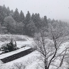 部屋から見える景色/田舎/雪 本格的に雪が降ってきました❄(1枚目)