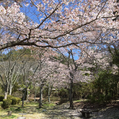 風景/おでかけワンショット 桜吹雪🌸も綺麗です😃(2枚目)