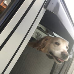 family/愛犬/車の窓からちょっこりはん/ペット 車の窓から顔を出してる愛犬ルーキー.
な…(1枚目)