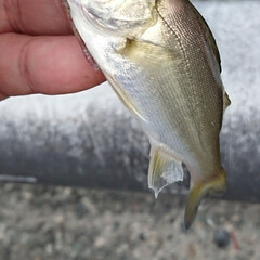 スズキ/シーバス/釣り 南港へ釣りに行って来ました
この魚は関西…(3枚目)