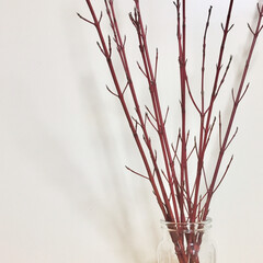 サンゴミズキ/紅葉/植物/シンプル/クリスマス サンゴミズキの真っ直ぐ伸びた枝

落葉す…(1枚目)