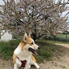 どやぁ/春なのね/桜/コーギー 桜の季節ですね❁❀✿✾
160cmも満た…(2枚目)