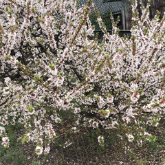どやぁ/春なのね/桜/コーギー 桜の季節ですね❁❀✿✾
160cmも満た…(4枚目)