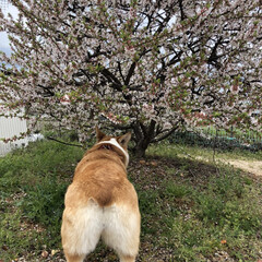 どやぁ/春なのね/桜/コーギー 桜の季節ですね❁❀✿✾
160cmも満た…(3枚目)