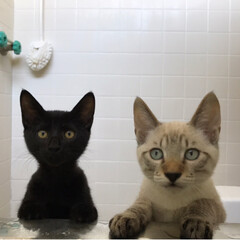 ペット/猫/にゃんこ同好会 入浴中のパパを見つめます。
そんなところ…(1枚目)