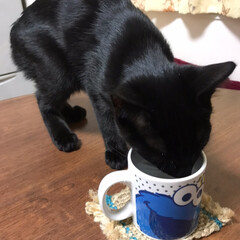 ペット/猫/にゃんこ同好会 お水はコップで飲むのが好きです。
代わり…(2枚目)