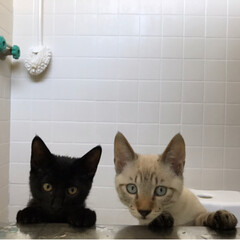 ペット/猫/にゃんこ同好会 入浴中のパパを見つめます。
そんなところ…(3枚目)
