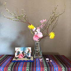 季節を楽しむ/DAISOの針金/手作りミニ雛/ハンドメイド/花のある暮らし/フラワーベース/... DAISOのフラワーベースに
季節の花を…(1枚目)