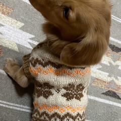 犬の手編みセーター/毛糸/ペットの手編み/手編み/編み物/ハンドメイド/... 季節は暖かく春になりましたが、シャネ君の…(1枚目)