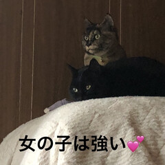 家族/黒猫/めん/猫 おはようございます😊今日も一日始まりまし…(4枚目)