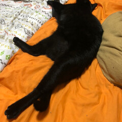 黒猫 昨夜、さあ寝ようと寝室に行くと黒くてでか…(2枚目)
