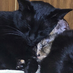 寝顔/猫/黒猫 くろママが大好きでくっついて寝たいめんち…(2枚目)