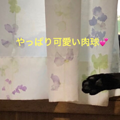 黒猫/猫派/にゃんこ同好会 くつろぎモードのくろ😊(5枚目)