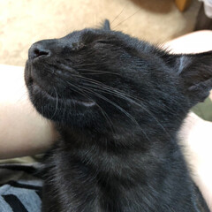 黒猫/猫/にゃんこ同好会/おやすみショット うちの唯一の男の子。とても利口で穏やかな…(1枚目)