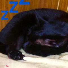 寝顔/家族/黒猫/暮らし 夕飯食べたら一眠り💤夜会の為に体力温存で…(2枚目)