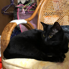 黒猫/猫/にゃんこ同好会/うちの子ベストショット いつも寝ているところが多いのでたまには起…(3枚目)