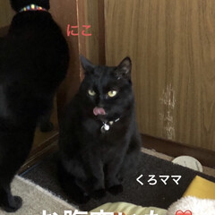 にこ/めん/黒猫/くろママ/猫 猫さまたちのごはんコール❣️
しっかり食…(1枚目)