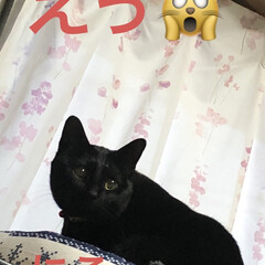 家族/黒猫/めん/猫 おはようございます😊今日も一日始まりまし…(2枚目)