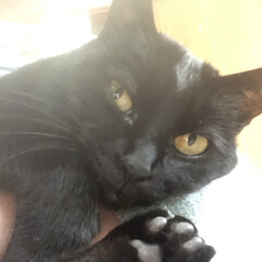 黒猫/猫/にゃんこ同好会 少しずつ抱っこに慣れてきてくれたかな。私…(1枚目)