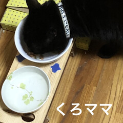 朝ご飯/めん/猫/くろママ/にこ/黒猫/... おはようございます。今朝も5時から猫様た…(4枚目)