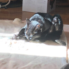 毛づくろい/日向ぼっこ/ひだまり/黒猫 いつになく穏やかな日。体調をみながら横に…(1枚目)