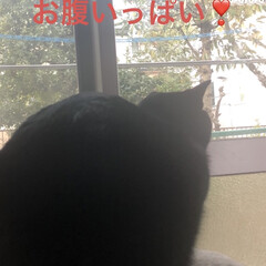朝の風景/にこ/くろママ/黒猫/めん/猫 (4枚目)