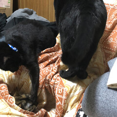 黒猫/にゃんこ同好会 机の上の青い首輪が母猫くろ。オレンジの首…(3枚目)