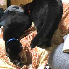 黒猫/にゃんこ同好会 机の上の青い首輪が母猫くろ。オレンジの首…(6枚目)