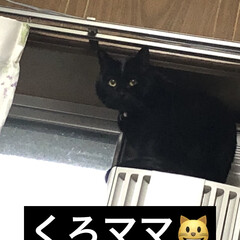 家族/黒猫/めん/猫 おはようございます😊今日も一日始まりまし…(1枚目)