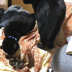 黒猫/にゃんこ同好会 机の上の青い首輪が母猫くろ。オレンジの首…(4枚目)