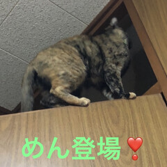 猫/めん 久しぶりのやんちゃなめん❣️あーまたのっ…